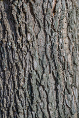 Fototapeta premium Texture of the bark of an old tree. Abstraction of nature