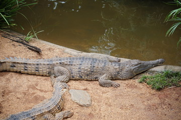 Salwater crocodile