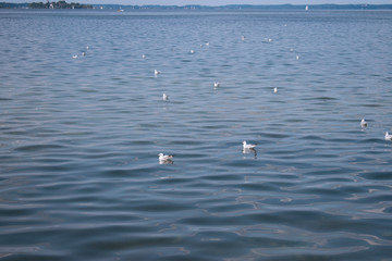 Der Chiemsee im Chiemgau nahe Traunstein liegt malerisch gelegen im Voralpenland. Der See bietet Lebensraum für zahlreiche Möwen und andere Tiere.