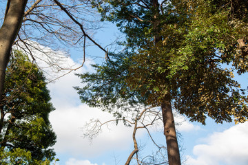 青空と木　日差し