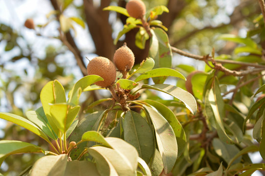 sapodilla/Chikoo Tree/Plant in Gordon Photograph 