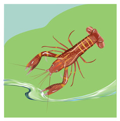 Vector illustration, crayfish.  Vector delicacy river lobster, langoustine or spiny lobster or crustacean delicacies isolated on blue background.
