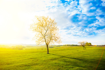 Fototapeta na wymiar Field, tree and blue sky. Summer or spring landscape.