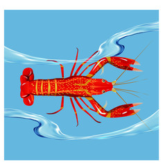 Vector illustration, crayfish.  Vector delicacy river lobster, langoustine or spiny lobster or crustacean delicacies isolated on blue background.