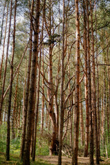 alley in coniferous forest in summer