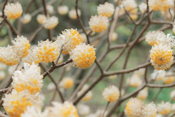 満開のミツマタ