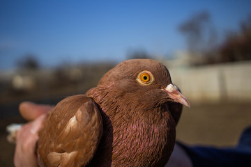 man holds a dove in his hand
