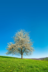 Fototapeta na wymiar Solitary Cherry Tree in Full Bloom, Green Meadow with Dandelion Flowers and under clear blue sky