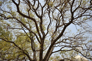 autumn forest trees. nature green wood backgrounds.