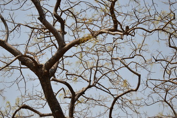 autumn forest trees. nature green wood backgrounds.