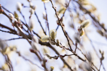  spring shoots on salix branches
