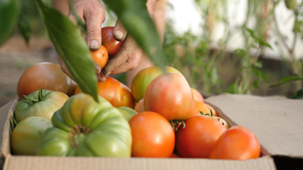 Fototapeta na wymiar Woman's hand is harvesting tomatoes into a box in greenhouse. Concept organic ecological farming