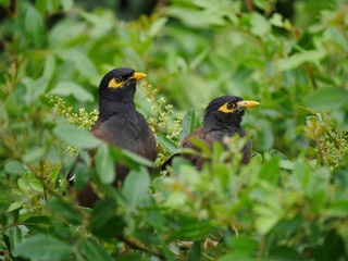 Two black birds with yellow contour around eye perched in tree looking at camera