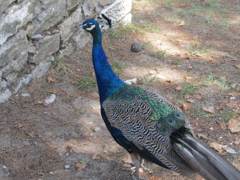 Indian peacock species walking around the hotel