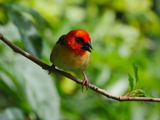 red bird on a branch