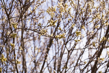 blooming fluffy shoots on willow branches in spring