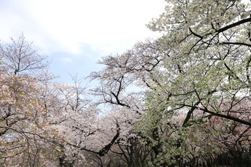 桜の風景