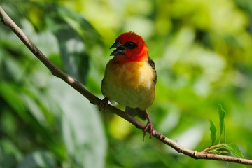 Red Fody bird perching in natural environment