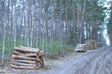  drzewa wycięte  , tekstura, drewna, stary, deseń, drewniane, drewno, bory , lasy wycinka , wycinka drzew , wycinanie lasów , wycinanie borów