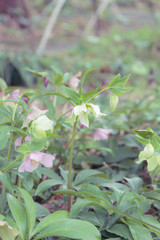 白いクリスマスローズ