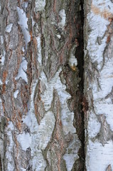  drzewa wycięte  , tekstura, drewna, stary, deseń, drewniane, drewno, bory , lasy wycinka , wycinka drzew , wycinanie lasów , wycinanie borów © Szymon