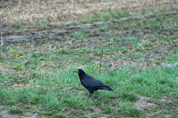 flying crows