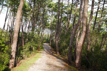 pathway for hiking in wood pines forest spring season