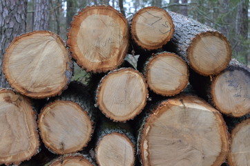  drzewa wycięte  , tekstura, drewna, stary, deseń, drewniane, drewno, bory , lasy wycinka , wycinka drzew , wycinanie lasów , wycinanie borów