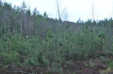  drzewa wycięte  , tekstura, drewna, stary, deseń, drewniane, drewno, bory , lasy wycinka , wycinka drzew , wycinanie lasów , wycinanie borów