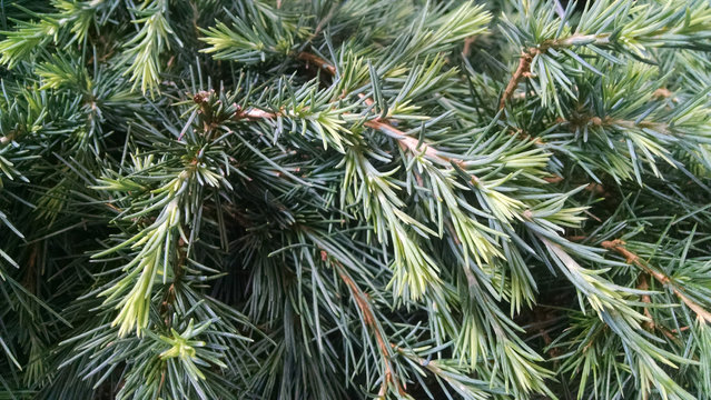 Cedrus deodara 'Feelin' Blue'