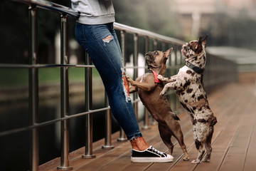 Fototapeta na wymiar two french bulldog dogs begging owner outdoors