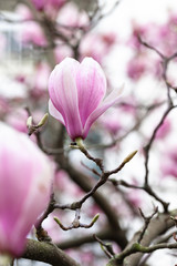 Beautiful pink magnolia blooming. Spring, march blossom. Paris, France.