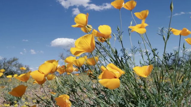 Desert Wild Flowers Moving In Wind At Springtime
