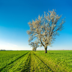 Fototapeta na wymiar Rural Landscape in Spring with Cherry Tree in Bloom, green field under blue sky 