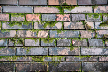 苔むした煉瓦の壁