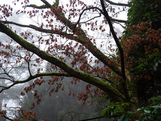 A tree branch with the moss on it on a cold foggy day.