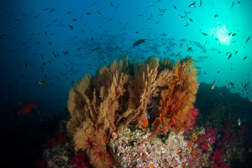 Gorgonian fan corals on reef with fish underwater 