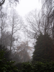 Fototapeta na wymiar The trees on the cemetery on a foggy autumn day.