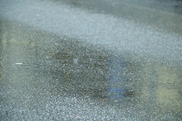 raindrops on the street