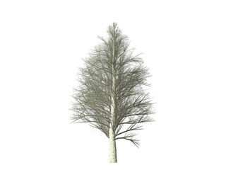 Obraz premium pine tree isolated on white background