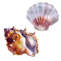 Watercolor illustration, set. Seashells. Summer sea image.