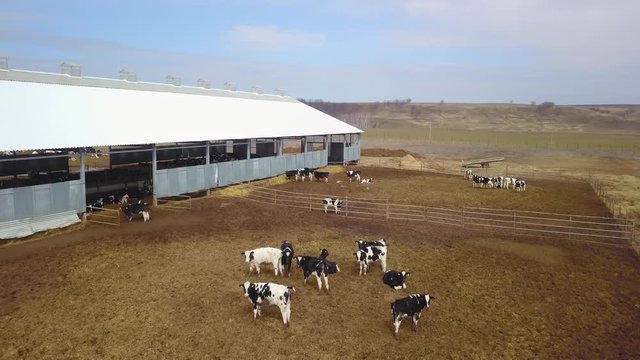 Cows graze behind cattle fence in farmyard, aerial shot