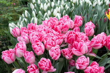 Spring blooming of lush double pink tulips in garden close up. selective focus