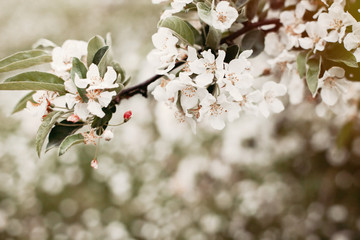 Apple tree blossom, close up image. Vintage toned image.