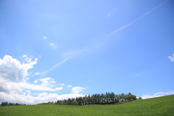 晴れた日の草原
