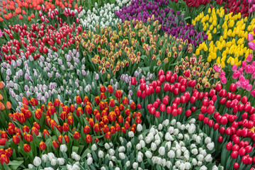 Multicolored flower bed of tulips of different varieties in garden. Bright palette of colors, spring floral landscape as blank for decoration greeting cards, wallpaper, design