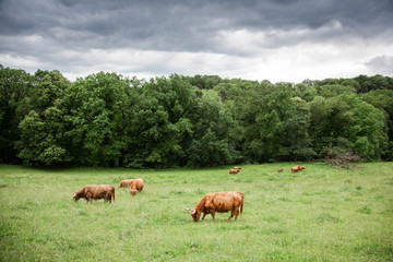 Naklejka na ściany i meble A herd of brown cows and calves graze on a green field against the background of trees and clouds. The cows are long haired and brown.