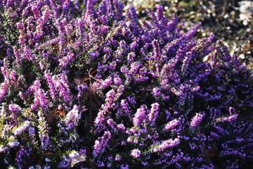 Flowers of Calluna vulgaris, known as common heather, ling, or simply heather.