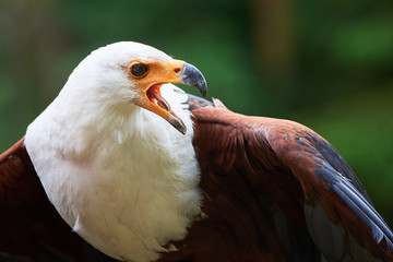 African Fish Eagle ( Haliaeetus vocifer )