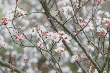 ベニスモモの花